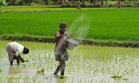 rice production