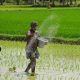 rice production