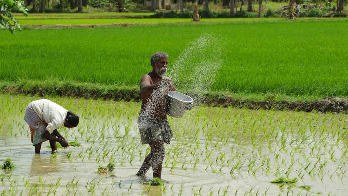 rice production