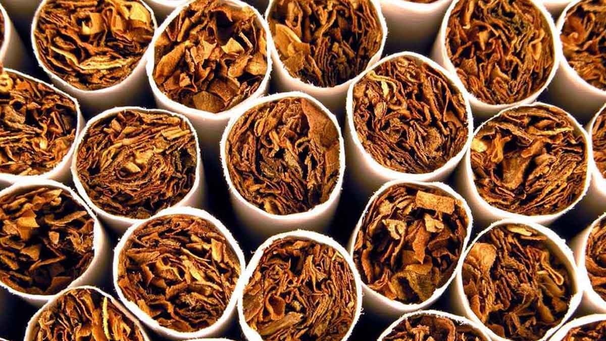 tobacco