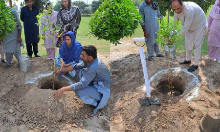 Tree plantation