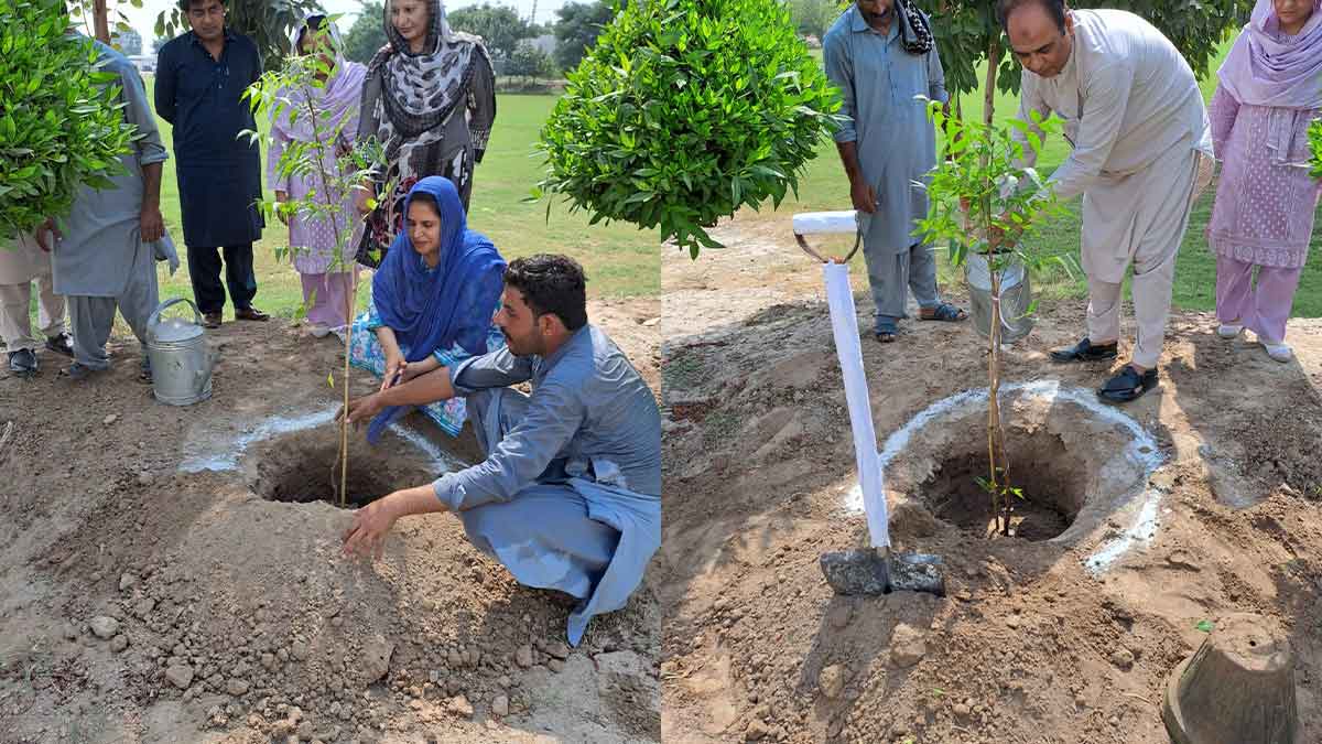 Tree plantation