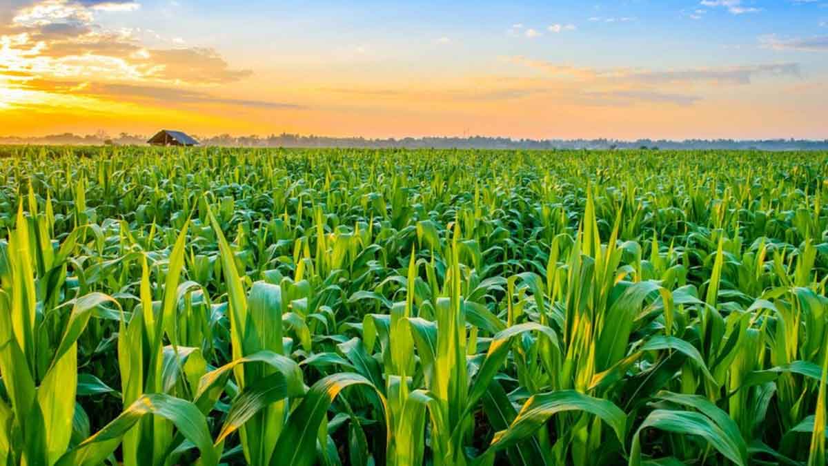 agriculture sector