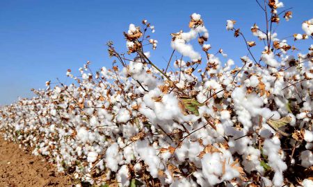 production of cotton