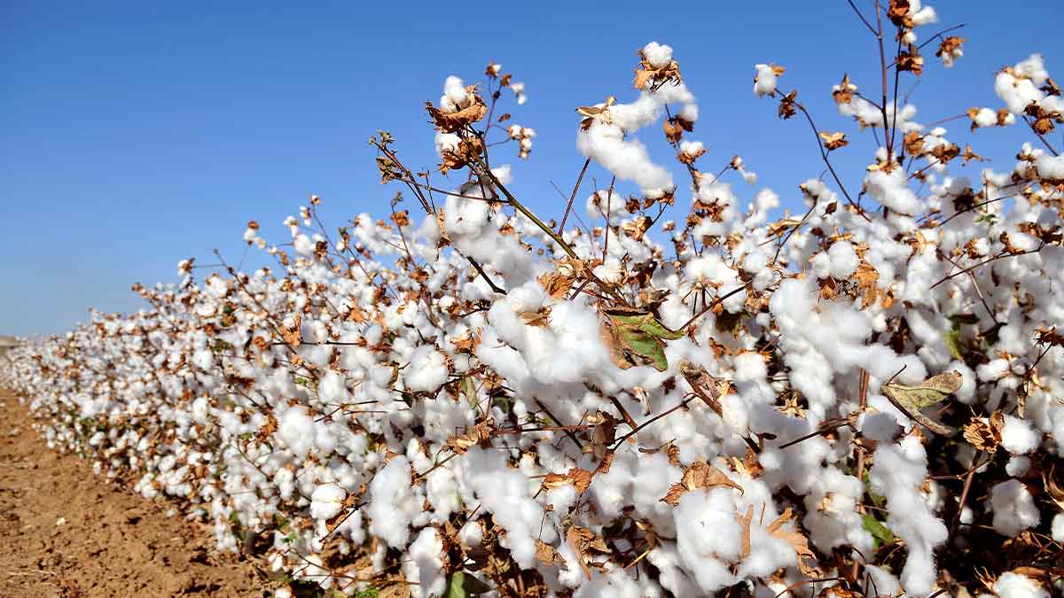 production of cotton