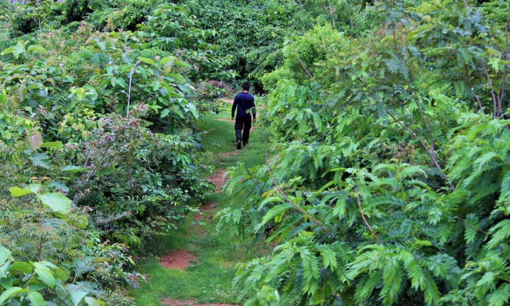 Miyawaki forest