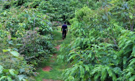 Miyawaki forest