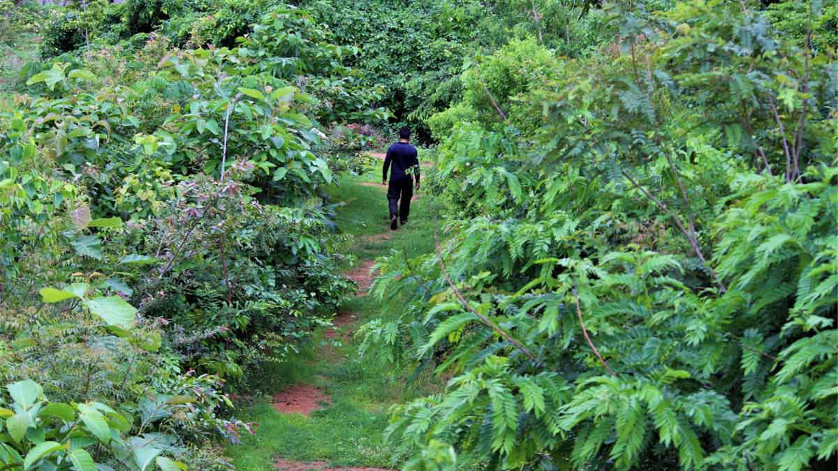 Miyawaki forest