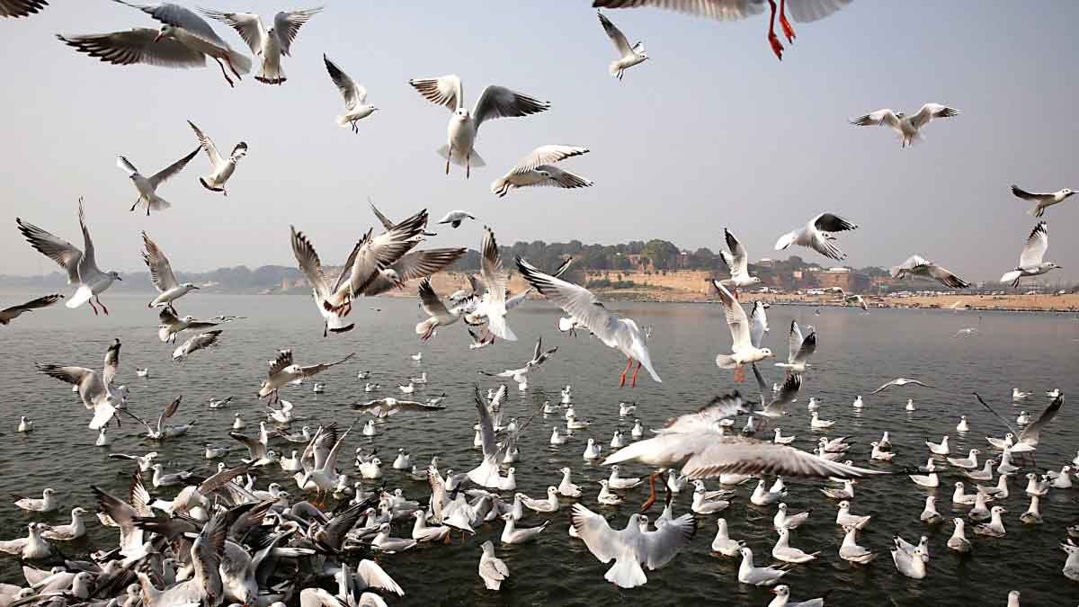 migratory birds