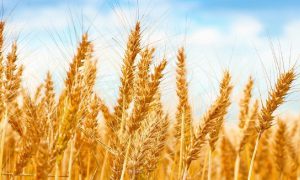 GB Urged By Federal Government To Rationalize Wheat Prices