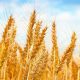 GB Urged By Federal Government To Rationalize Wheat Prices