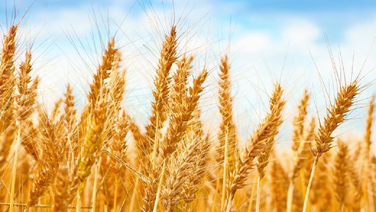 GB Urged By Federal Government To Rationalize Wheat Prices